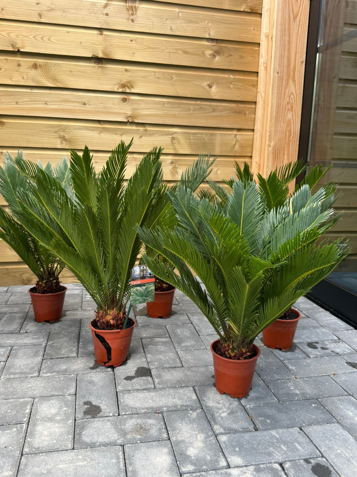 CICAS PALM LAATSTE UITZOEKEN €25 P.STUK KOOPJE, Ophalen, Overige soorten, Volle zon