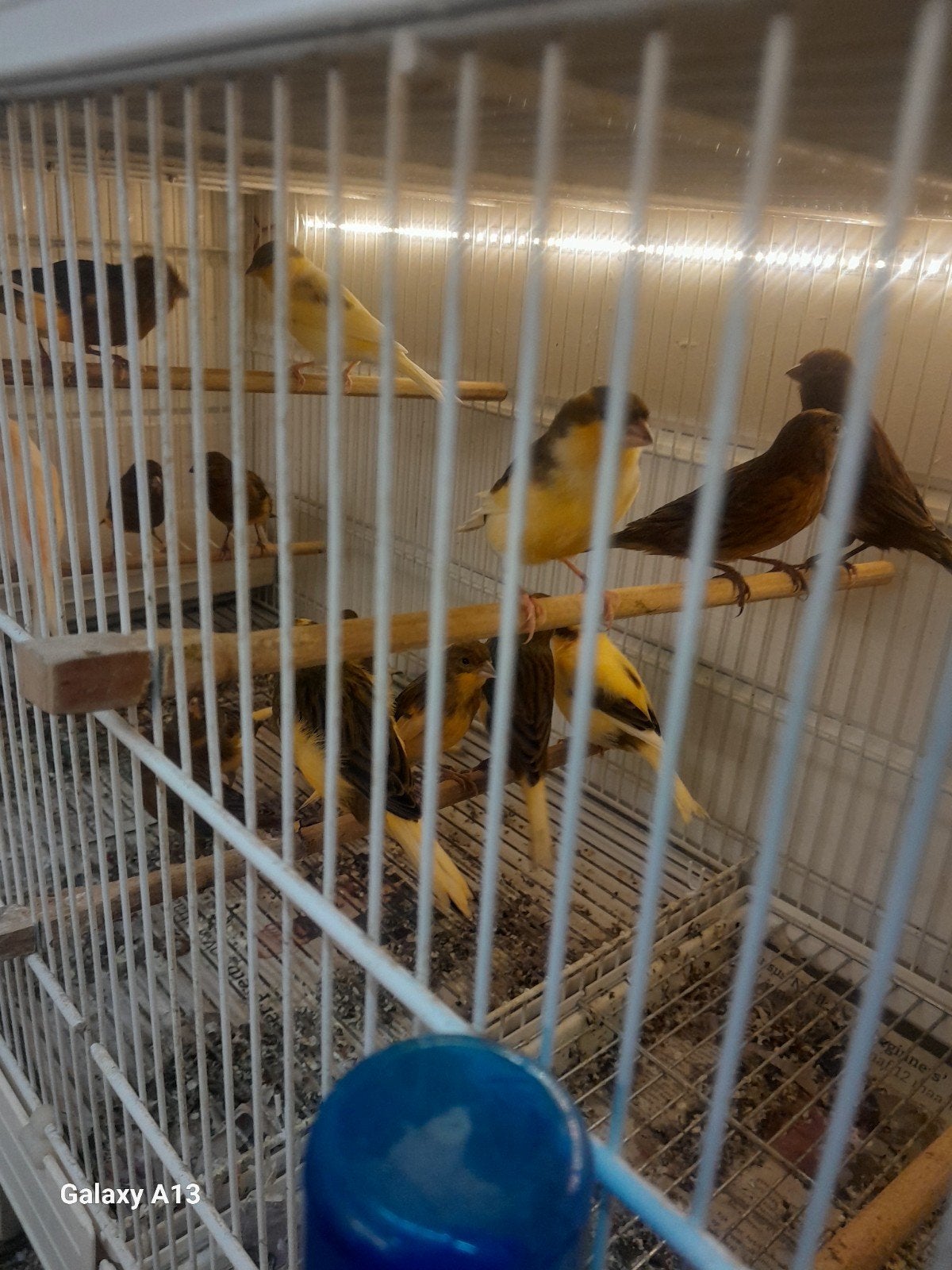 te koop harlekijn bij alle 27 stuk 270 wast prijz, Meerdere dieren, Kleurkanarie