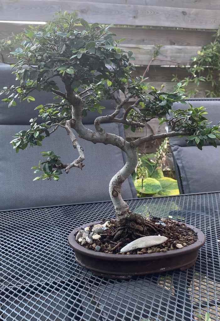 Bonsai Ulmus, Ophalen, Bloeit niet, Halfschaduw, Overige soorten