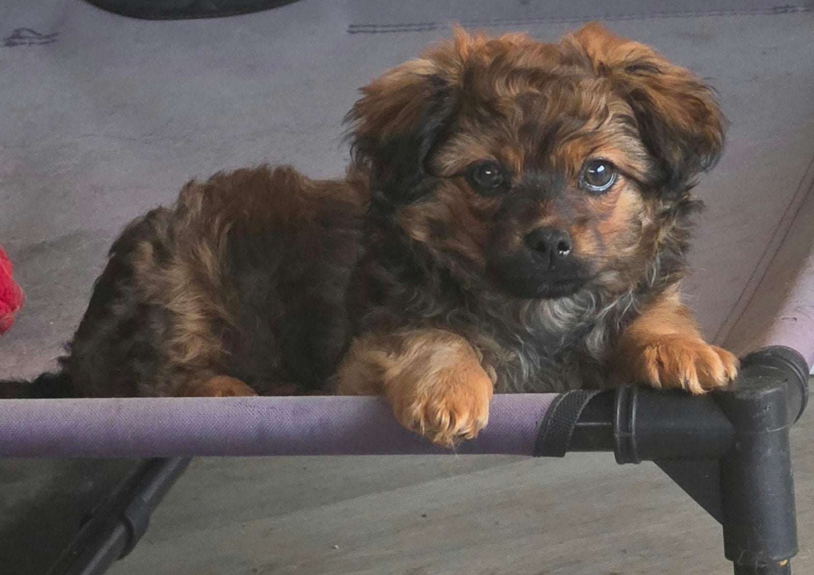 bolonka zwetna met stamboom, 15 weken tot 1 jaar, CDV (hondenziekte), Eén hond, Nederland