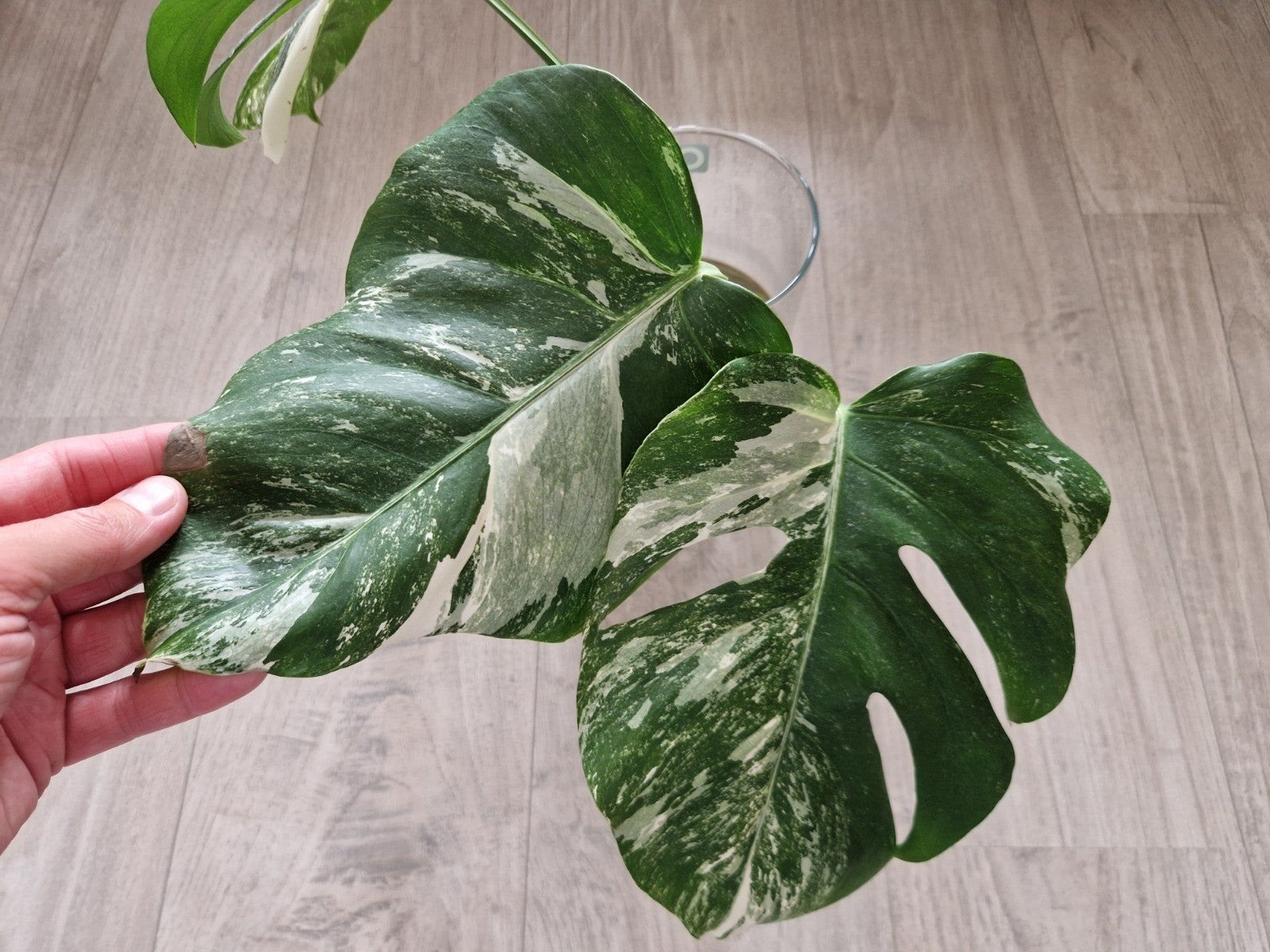 Monstera Deliciosa Albo Variegata stekken, Ophalen of Verzenden, Halfschaduw, Minder dan 100 cm