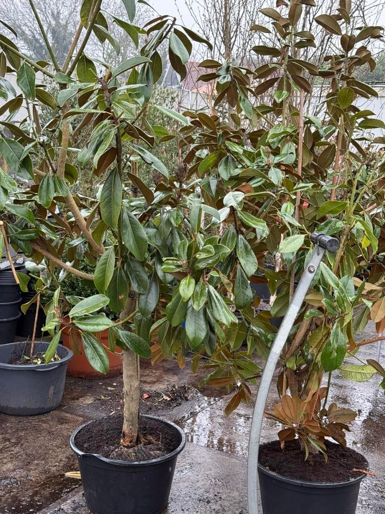 Magnolia grandiflora blanc double de nantes zeer groot, Tuin en Terras, Planten | Bomen, Overige soorten, 100 tot 250 cm, Zomer