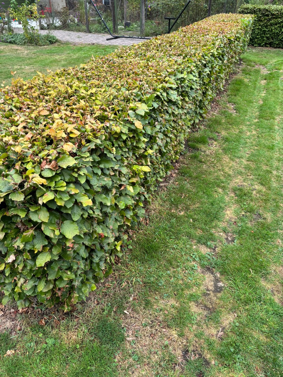 Beukenhaag 1-25 meter, Tuin en Terras, Ophalen, Beukenhaag, 100 tot 250 cm