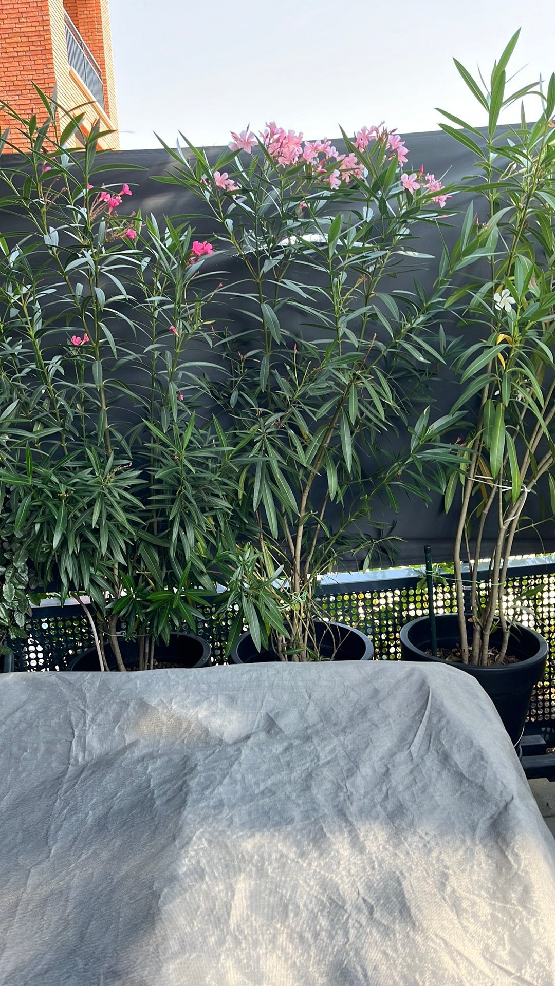 Vier grootte planten in pot, Ophalen, In pot, Volle zon, Overige soorten