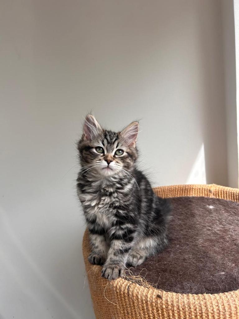 Siberische kittens klaar om te verhuizen, Meerdere dieren, Gechipt, 0 tot 2 jaar