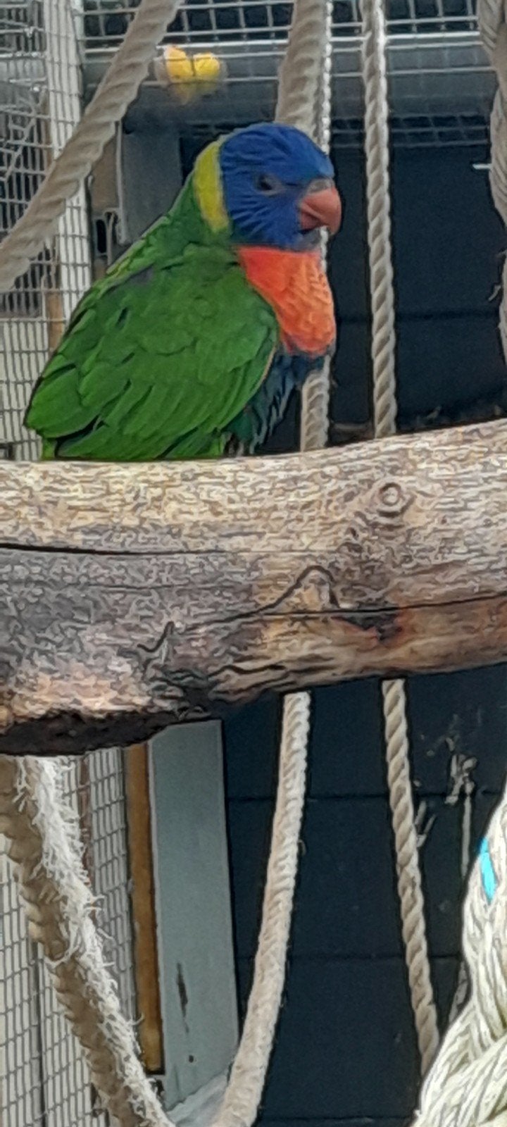 lori van de blauwe bergen, Dieren en Toebehoren