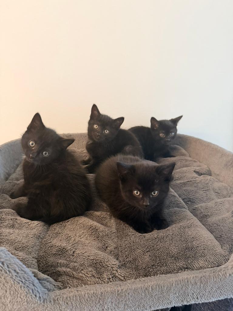 Halve Britse korthaar kittens (laatse 💖 kitten), Dieren en Toebehoren, Katten en Kittens | Raskatten | Korthaar, Meerdere dieren