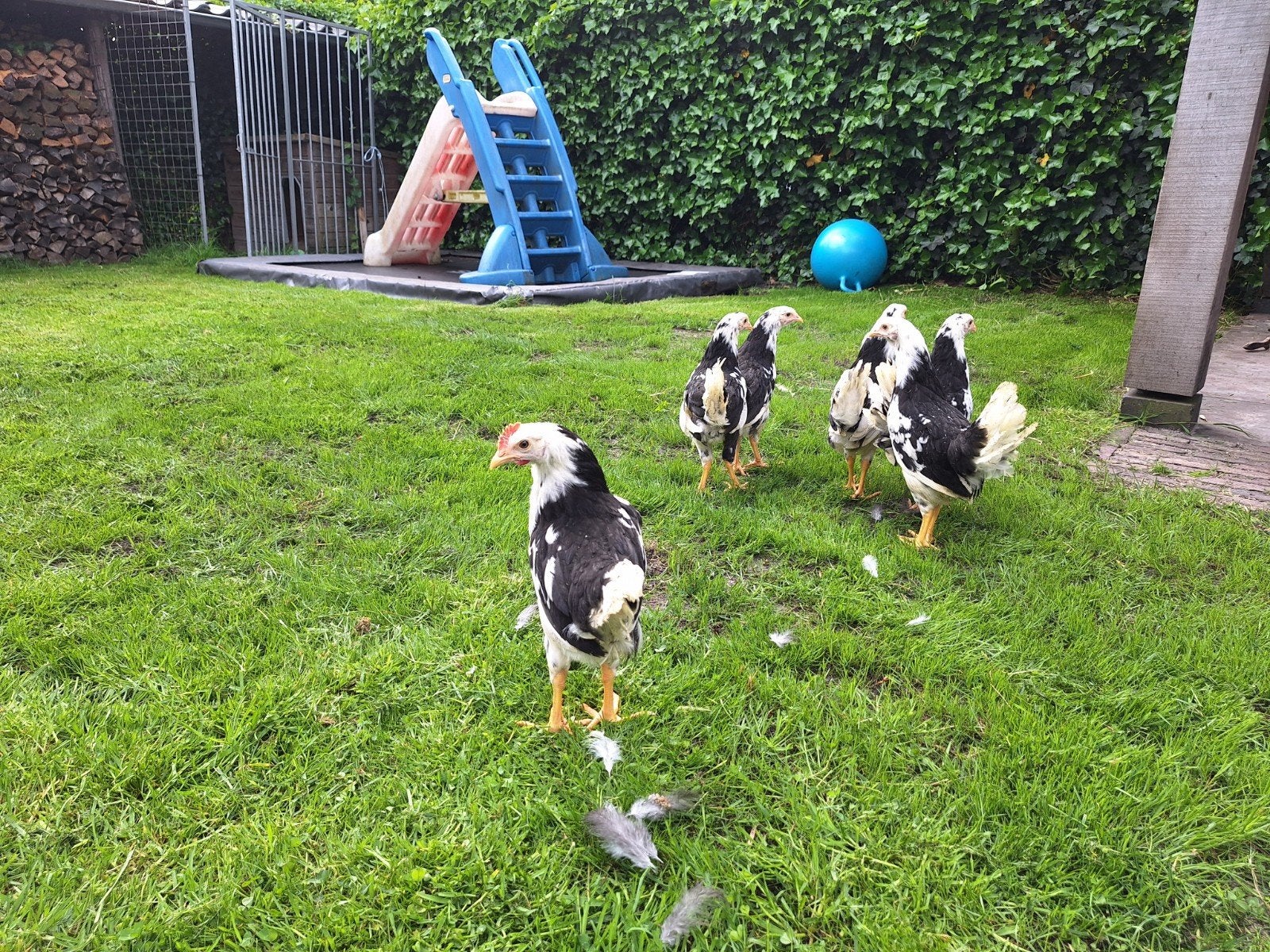 toom bonte leghorn 1-5, Dieren en Toebehoren, Pluimvee, Meerdere dieren, Kip