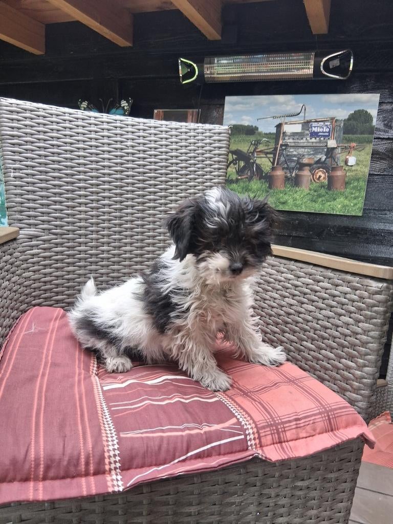 Te koop mooie kleinblijvende speelse boomer pups, Dieren en Toebehoren, Parvo, Reu, 8 tot 15 weken, Meerdere