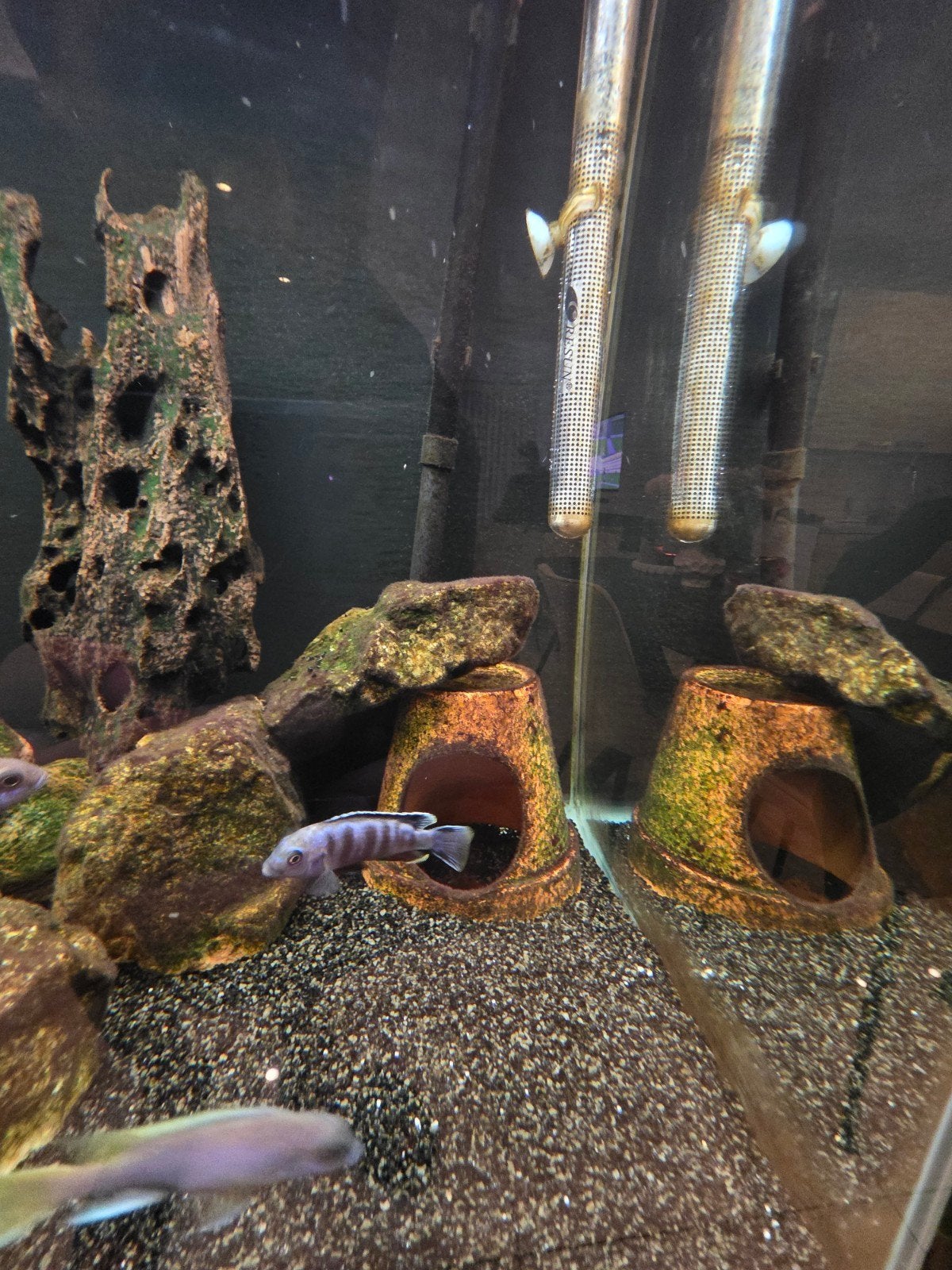 Malawi cichliden