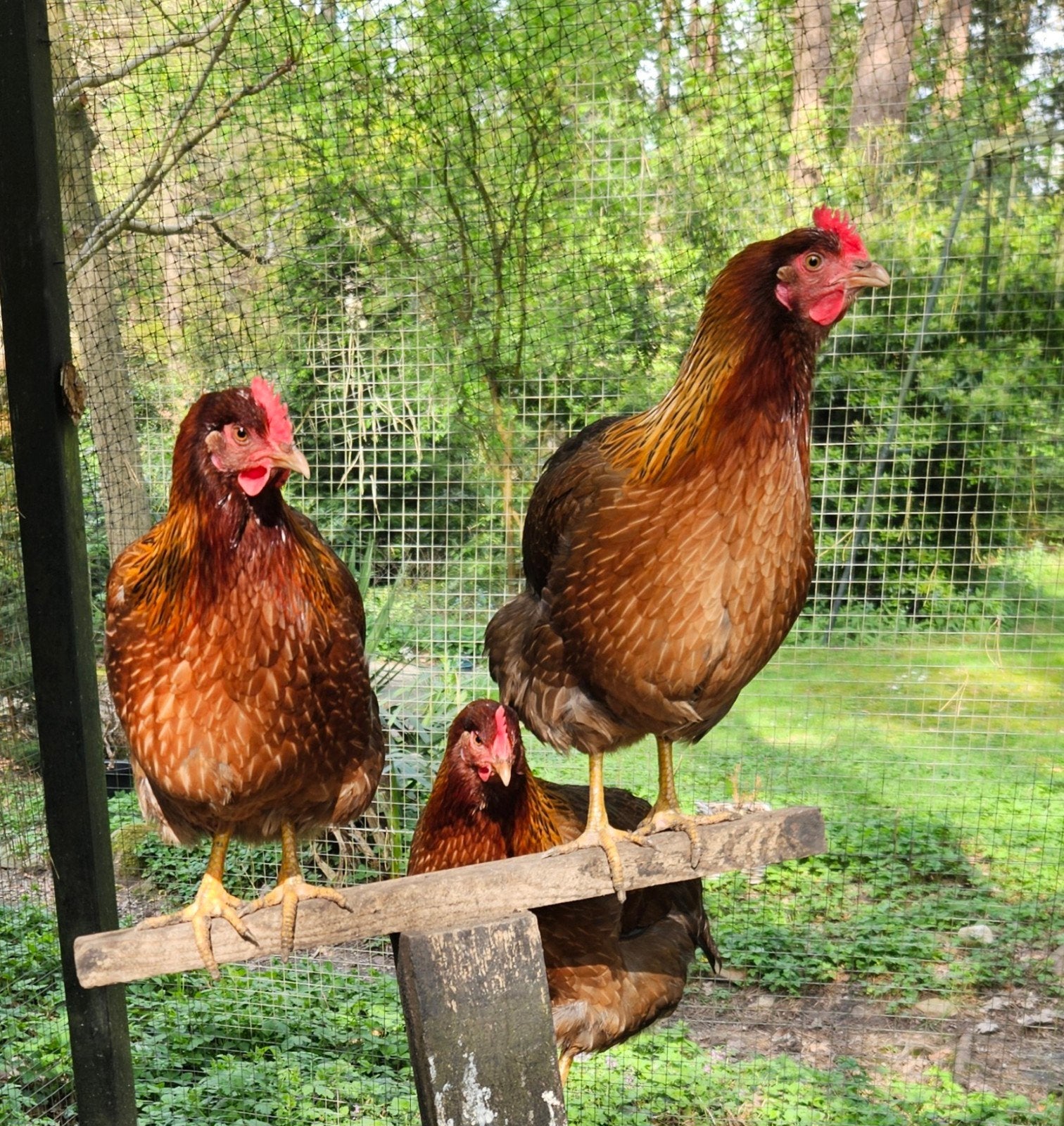 Jonge Welsumer hennen groot ras, Dieren en Toebehoren, Pluimvee, Vrouwelijk, Kip