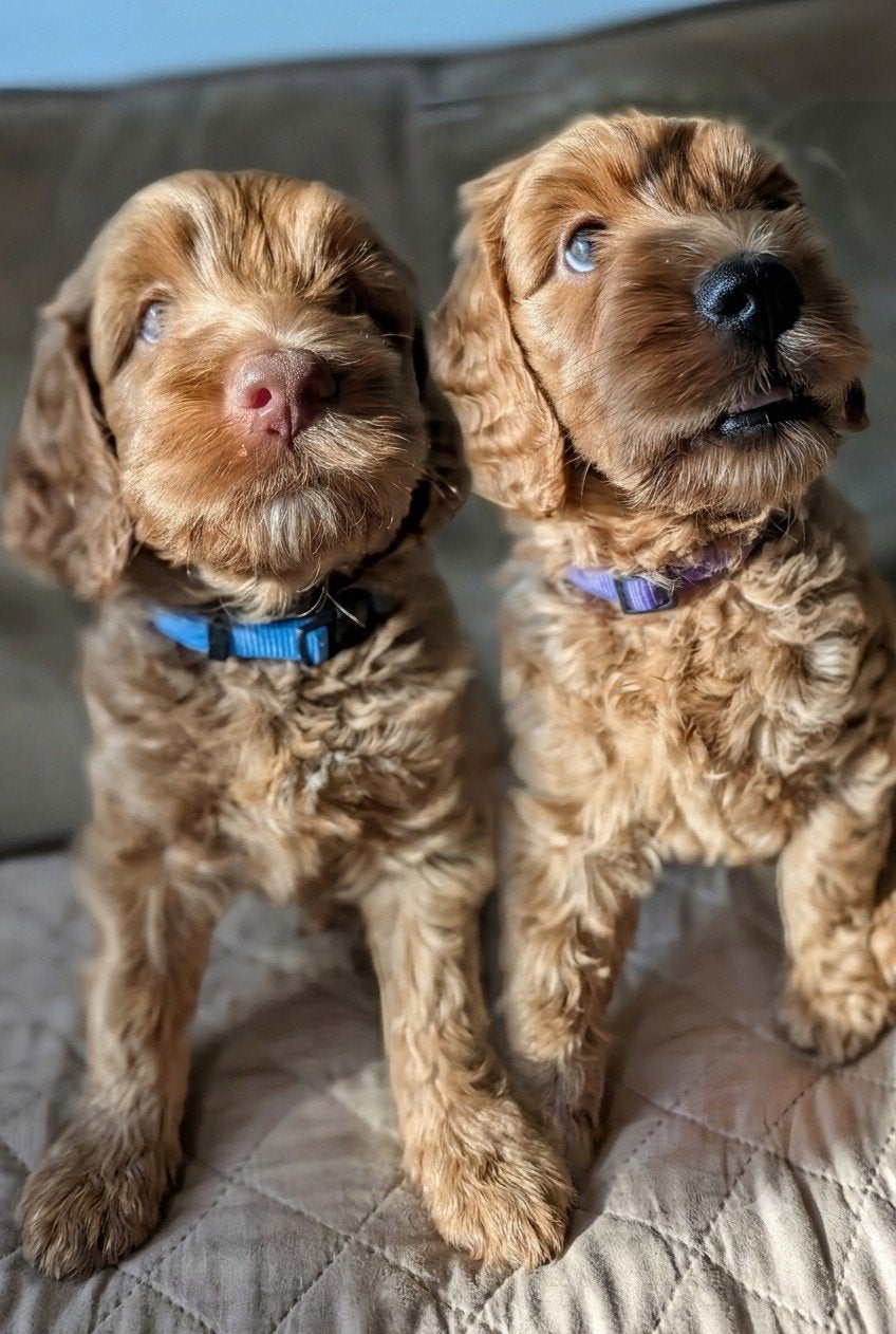 Twee prachtige puppies. Blauwe ogen 😍, 8 tot 15 weken, Meerdere, Nederland, Particulier