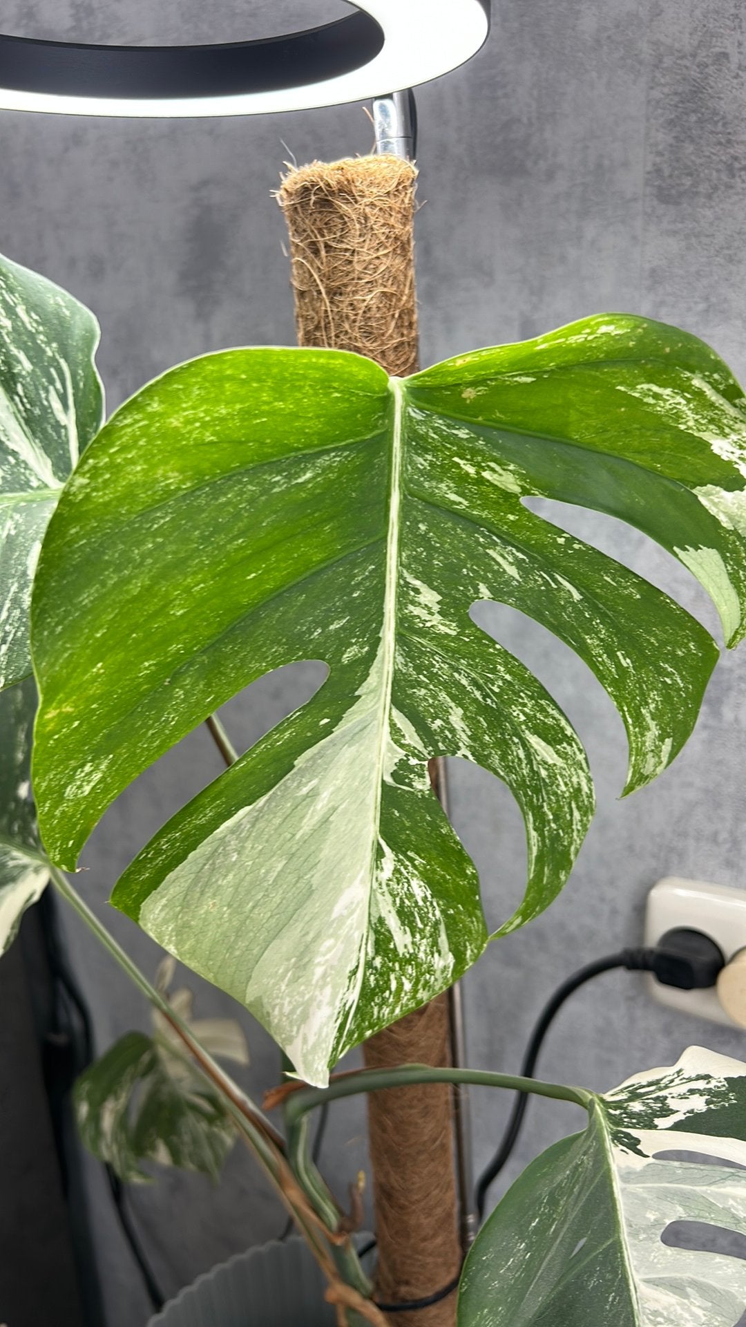 Monstera deliciosa 'Thai Constellation, Ophalen of Verzenden, Halfschaduw, Minder dan 100 cm