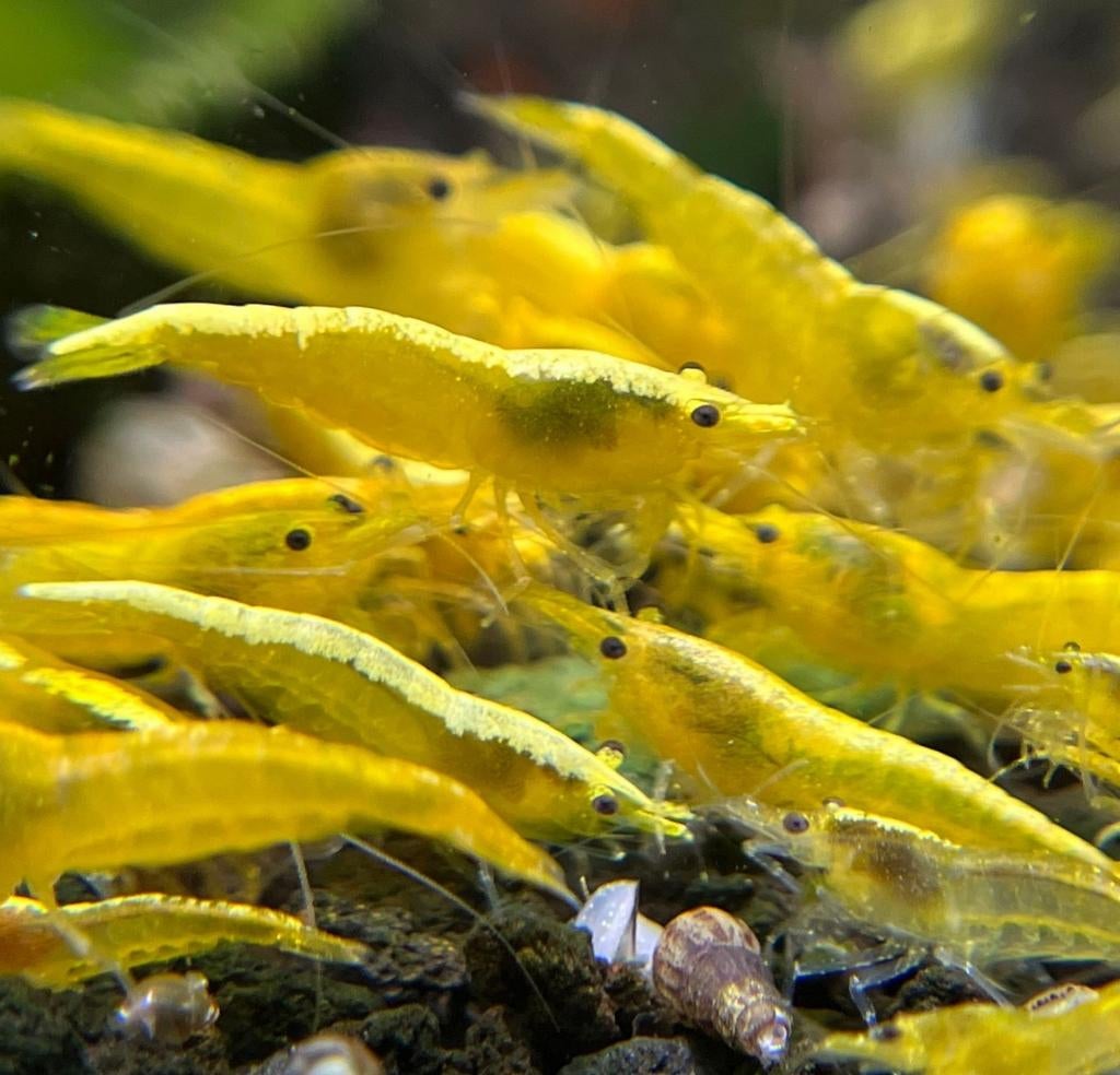 High grade Yellow neon backstripe neocaridina garnalen 1,-, Kreeft, Krab of Garnaal, Zoetwatervis, Schoolvis
