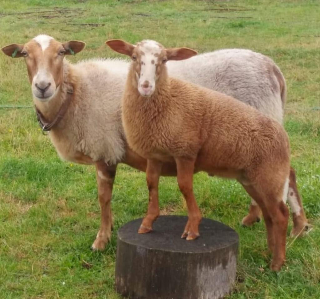 Jonge Schoonebeeker rammen in zeldzame kleuren; ommertjes, Mannelijk, Schaap