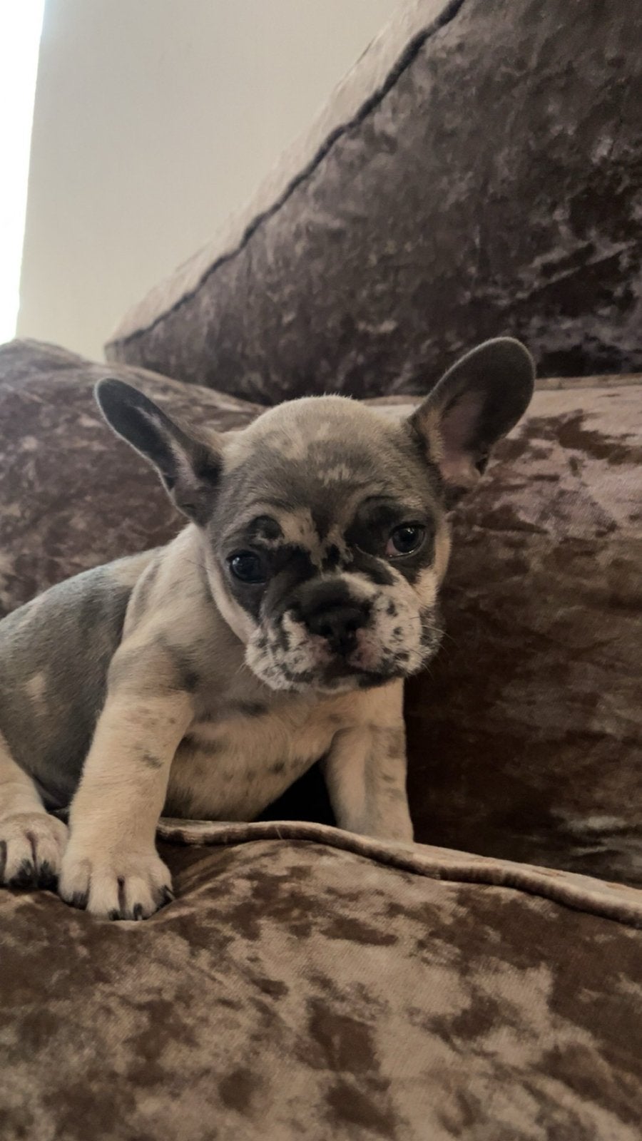 Franse Bulldog pups, 8 tot 15 weken, Teef, Bulldog, Meerdere