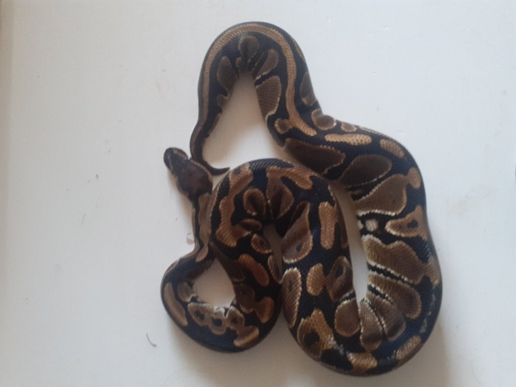 1.3 Python regius desert ghost combo Ball Python photo 8
