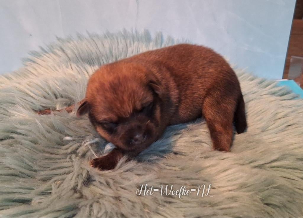 Pomsky F1b puppy 💙Toffe, 8 tot 15 weken, Eén hond, Nederland, Fokker | Hobbymatig