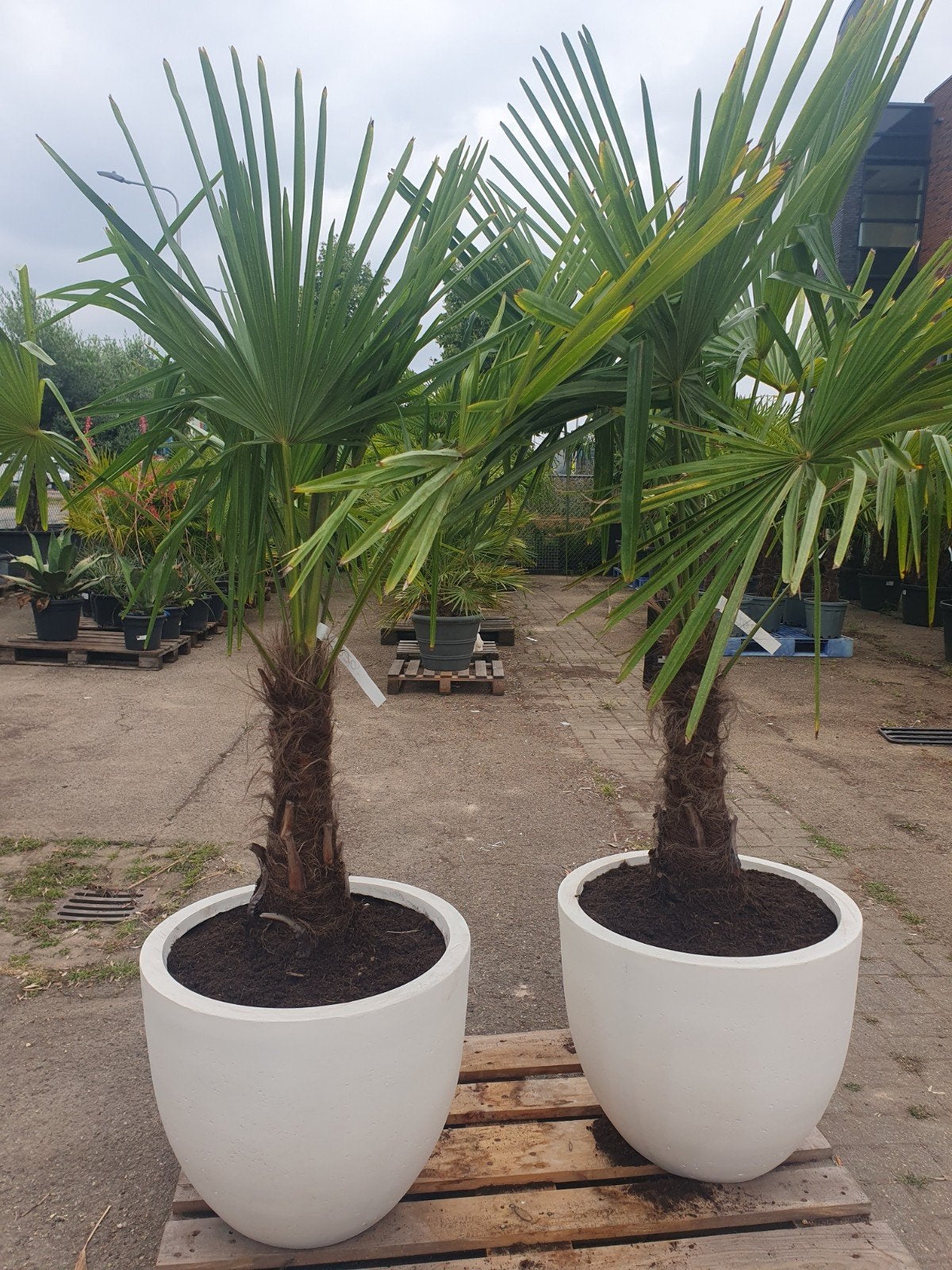 Palm in deco pot, Bloeit niet, 100 tot 250 cm, Palmboom, Ophalen