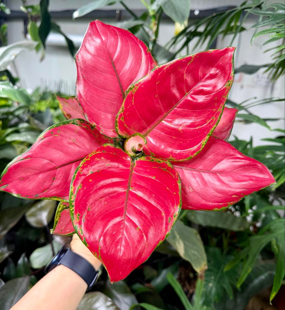 Aglaonema Beauty  p12, Overige soorten, In pot, Minder dan 100 cm, Groene kamerplant