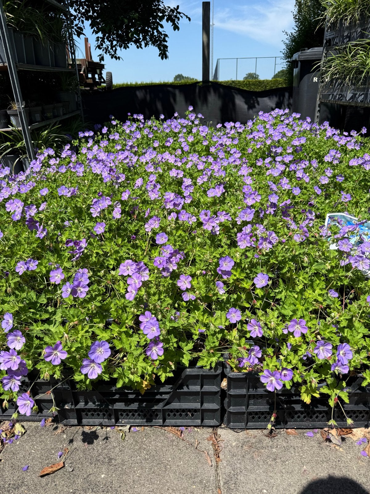 Geranium Rozanne - Vaste plant in 1L pot, Tuin en Terras, Volle zon, Vaste plant, Zomer, Ophalen