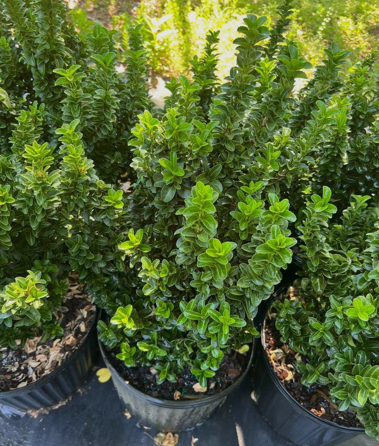 Euonymus Japonicus - Buxus vervanger, Bloeit niet, Overige soorten, Minder dan 100 cm, Ophalen