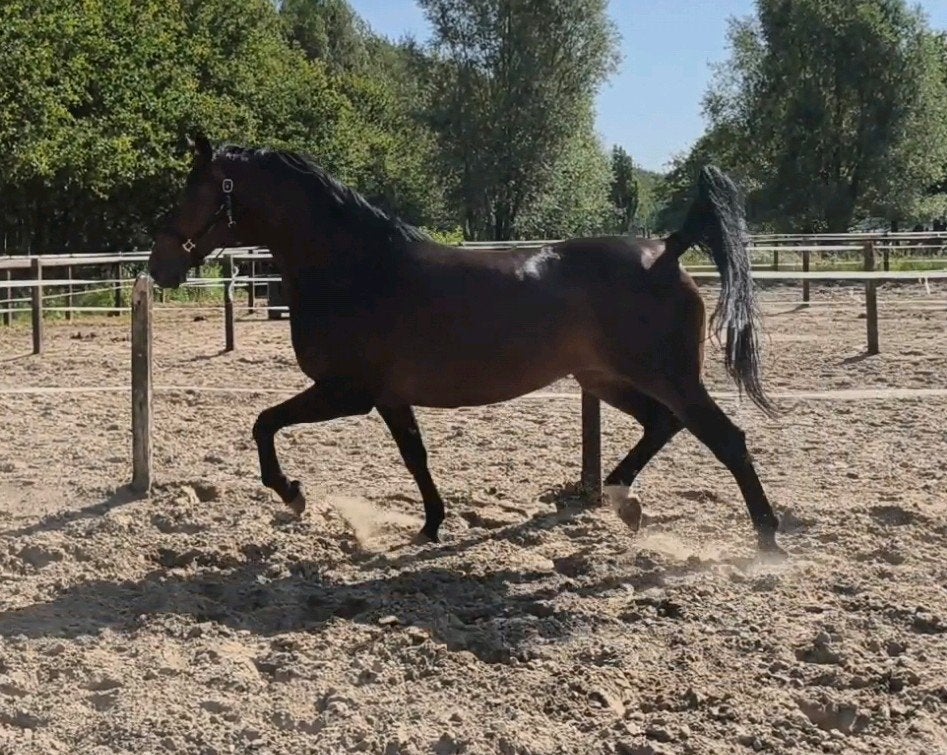 Weidemaatje, project?, Dieren en Toebehoren, Paarden, Merrie, Niet van toepassing, 170 tot 175 cm, 7 tot 10 jaar, Recreatiepaard