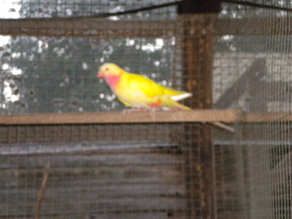 Lutino princess 26 pop, Dieren en Toebehoren, Vrouwelijk, Parkiet, Geringd
