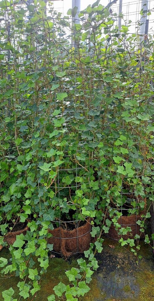 Hedera klimplant op gaaszuil - 1.20m hoog, Ophalen, Bloeit niet, Klimplanten, Halfschaduw