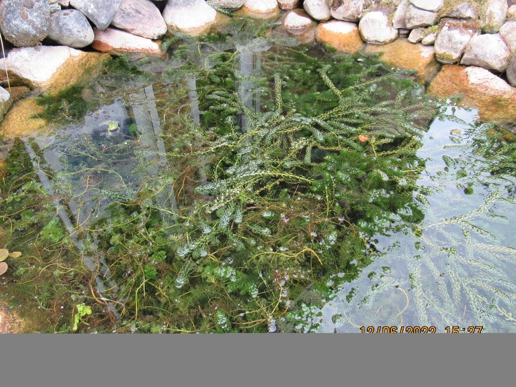 zuurstofplanten in gratis 12 ltr emmer, Tuin en Terras, Vijvers, Ophalen, Nieuw