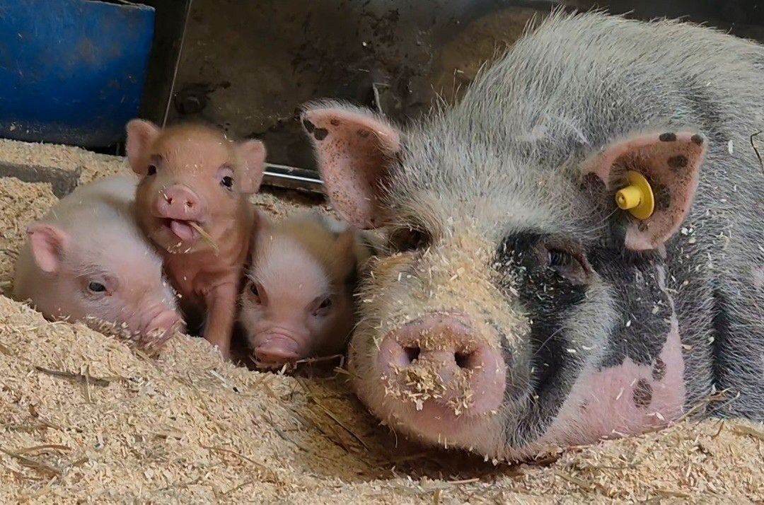 Göttinger biggetjes, Meerdere dieren