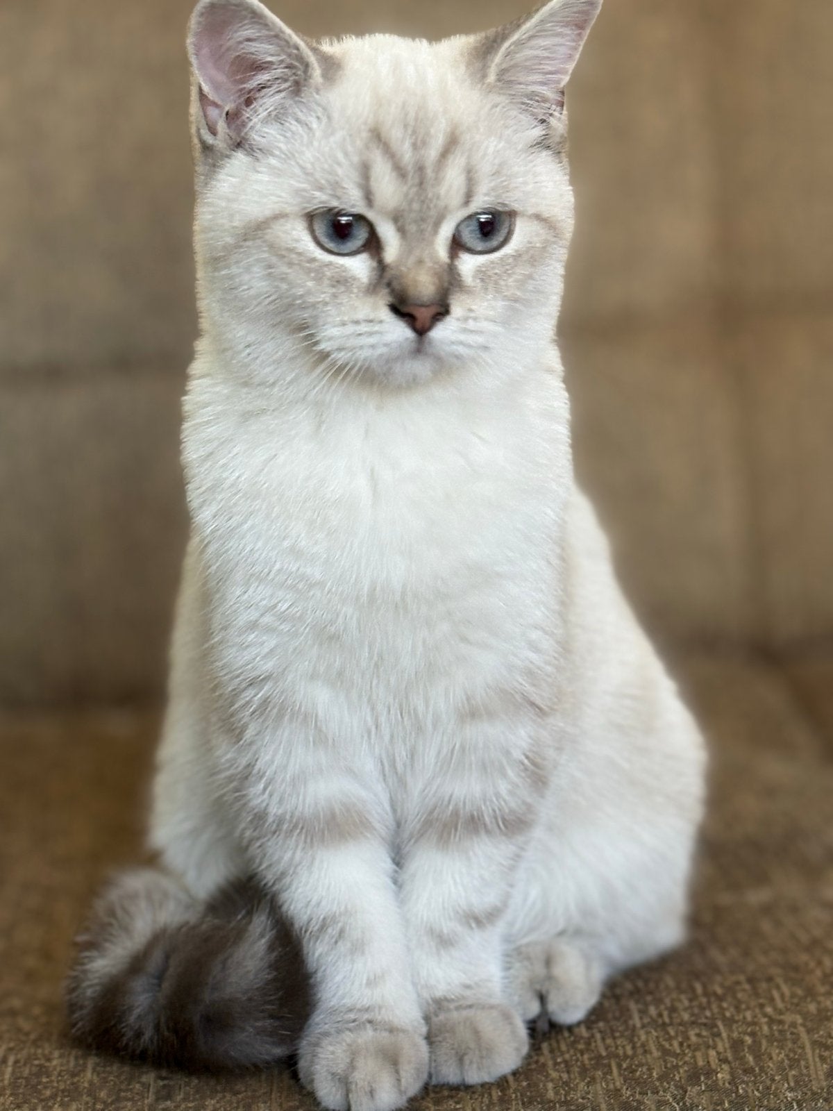 Brıtsch korthaar 1,5 jaar oud, Poes, Ontwormd, 0 tot 2 jaar