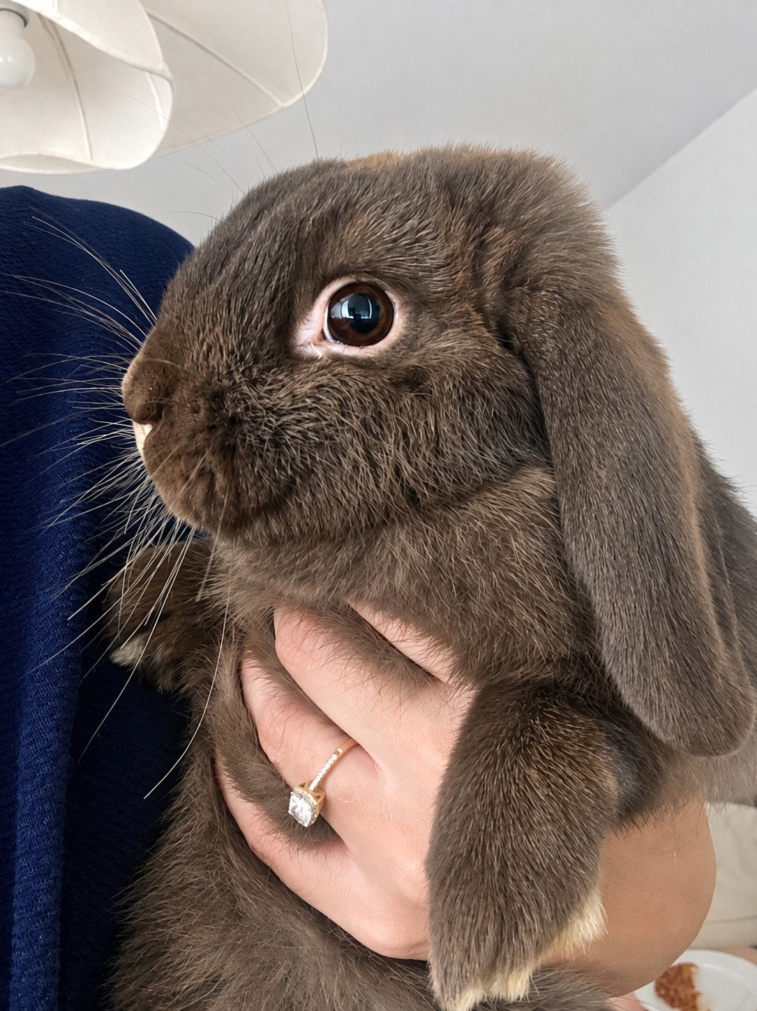NHD konijn choco ram rammetje rammelaar, Dieren en Toebehoren, April, Mannelijk, Overige typen, Tam