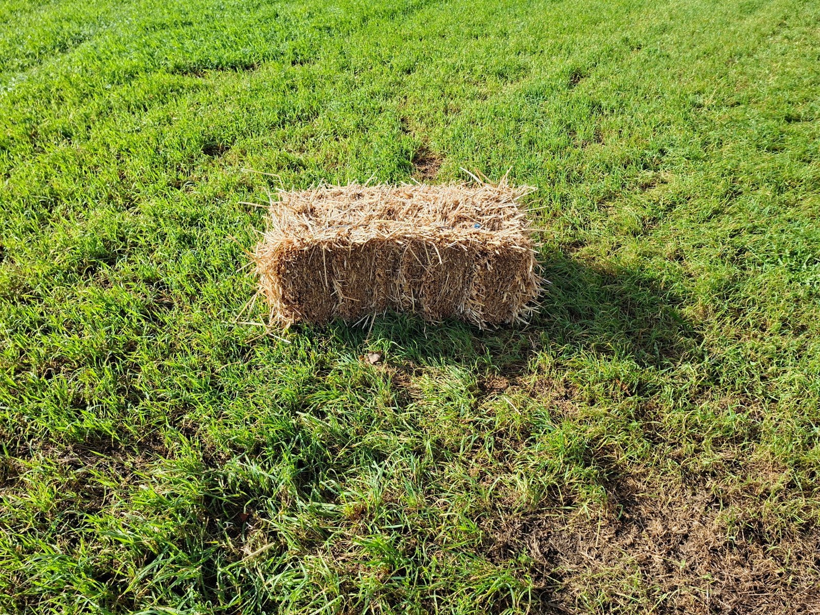 kleine strobalen te koop, Dieren en Toebehoren, Ophalen, Vee