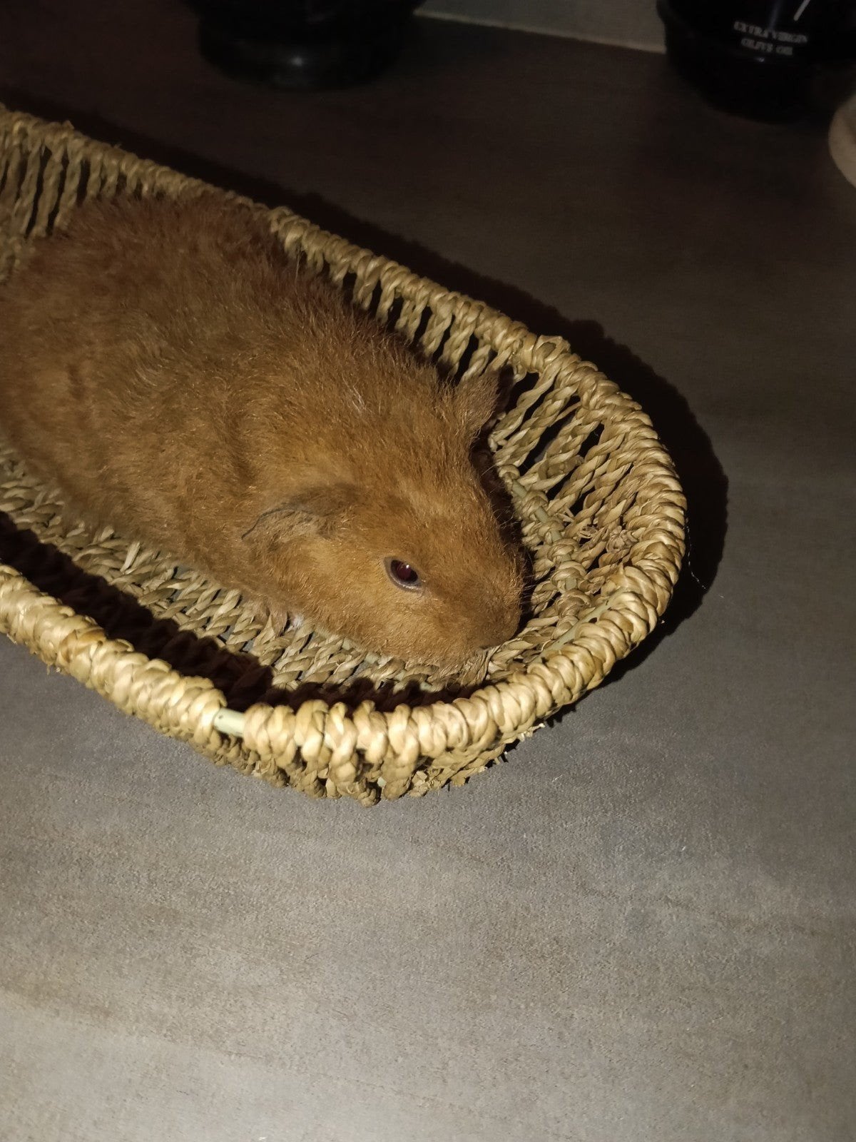 Lief cavia beertje geb 18/8, Dieren en Toebehoren, Cavia, Augustus, Mannelijk, Tam