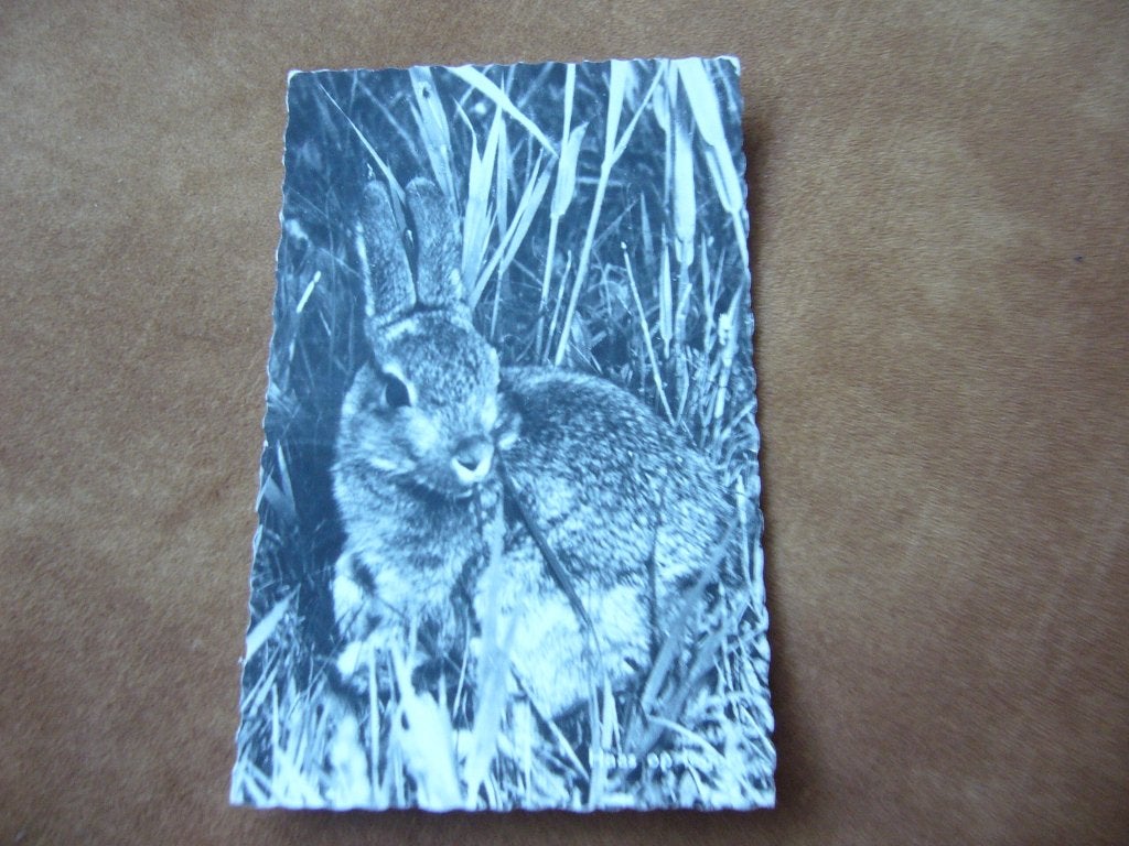 OTTERLO =  PENSION DE HOEF - HAAS OP LEGER, Verzenden, 1940 tot 1960, Ongelopen, Noord-Brabant