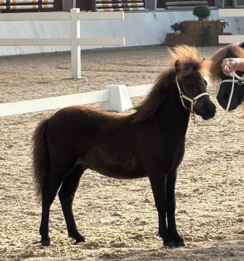 Mini Hengstveulens, Dieren en Toebehoren, Hengst, A pony (tot 1.17m), Met stamboom, 0 tot 2 jaar