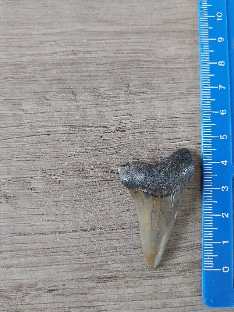 Te koop fossiele haaientand 4,5 centimeter groot, Ophalen of Verzenden, Fossiel