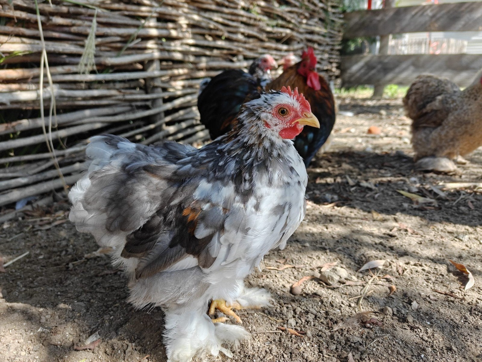 Cochin haantjes, Dieren en Toebehoren, Pluimvee, Mannelijk, Kip