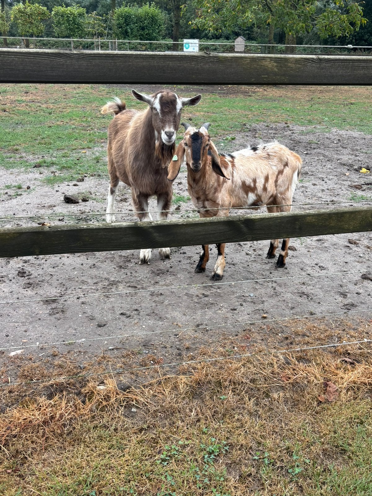 Een toggenburg bok en een nubische bok te koop, Mannelijk, Geit, 0 tot 2 jaar