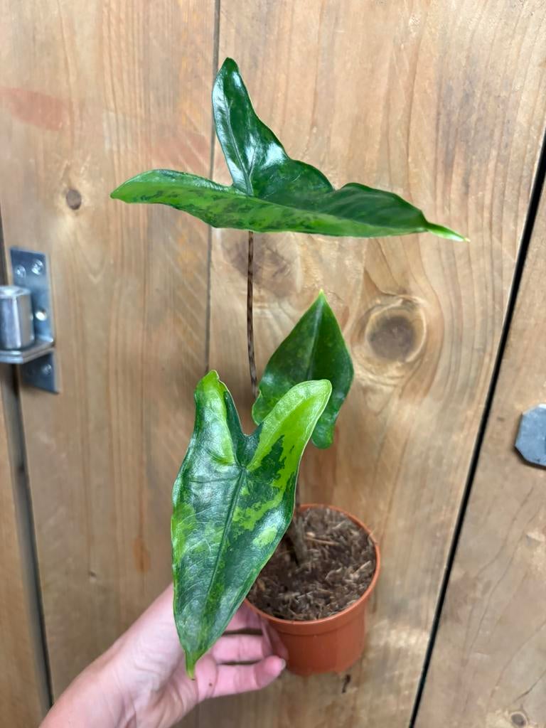 Alocasia tigrina superba variegata plant aurea green lime, Ophalen of Verzenden, Halfschaduw, Minder dan 100 cm