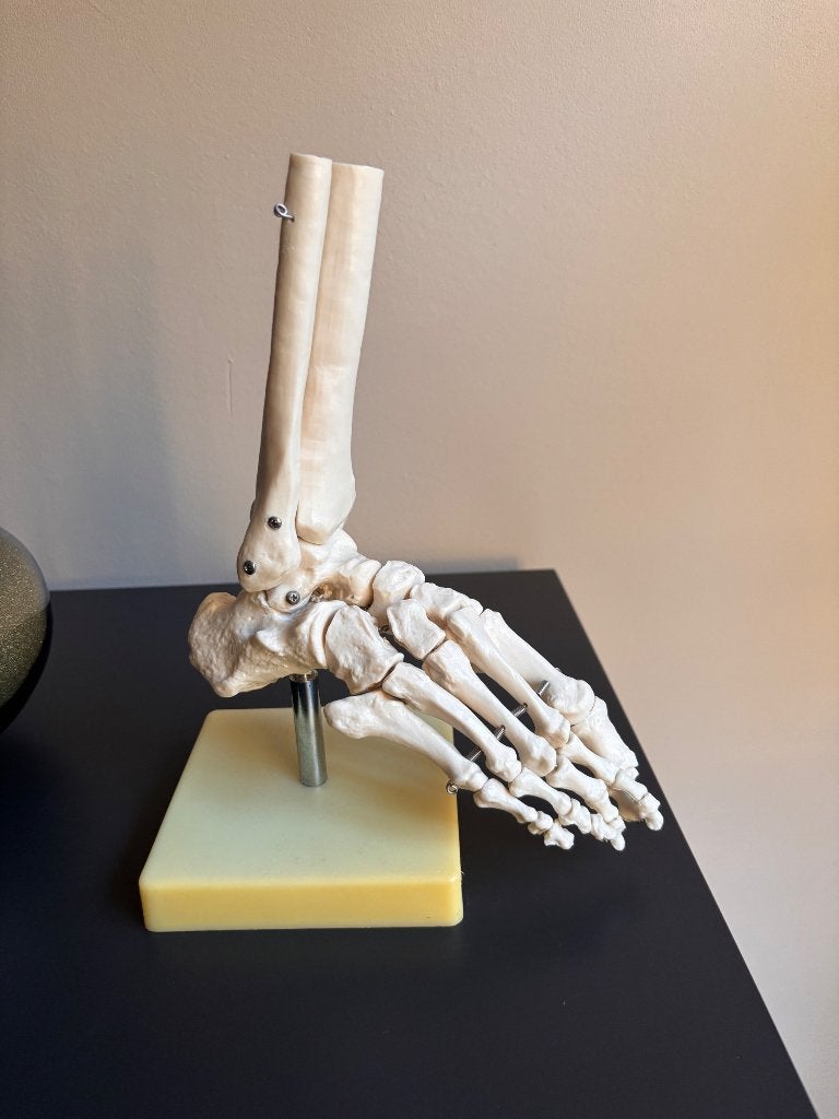 Anatomisch voetmodel, Verzenden, Zo goed als nieuw