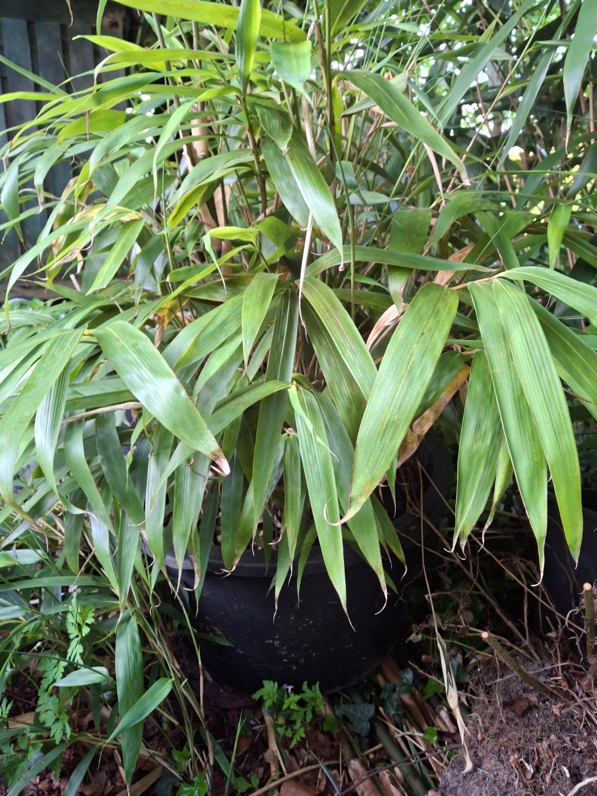 Bamboe planten in pot - Winterharde Fargesia, Tuin en Terras, Planten | Tuinplanten, Vaste plant, Bloeit niet, Halfschaduw, Ophalen