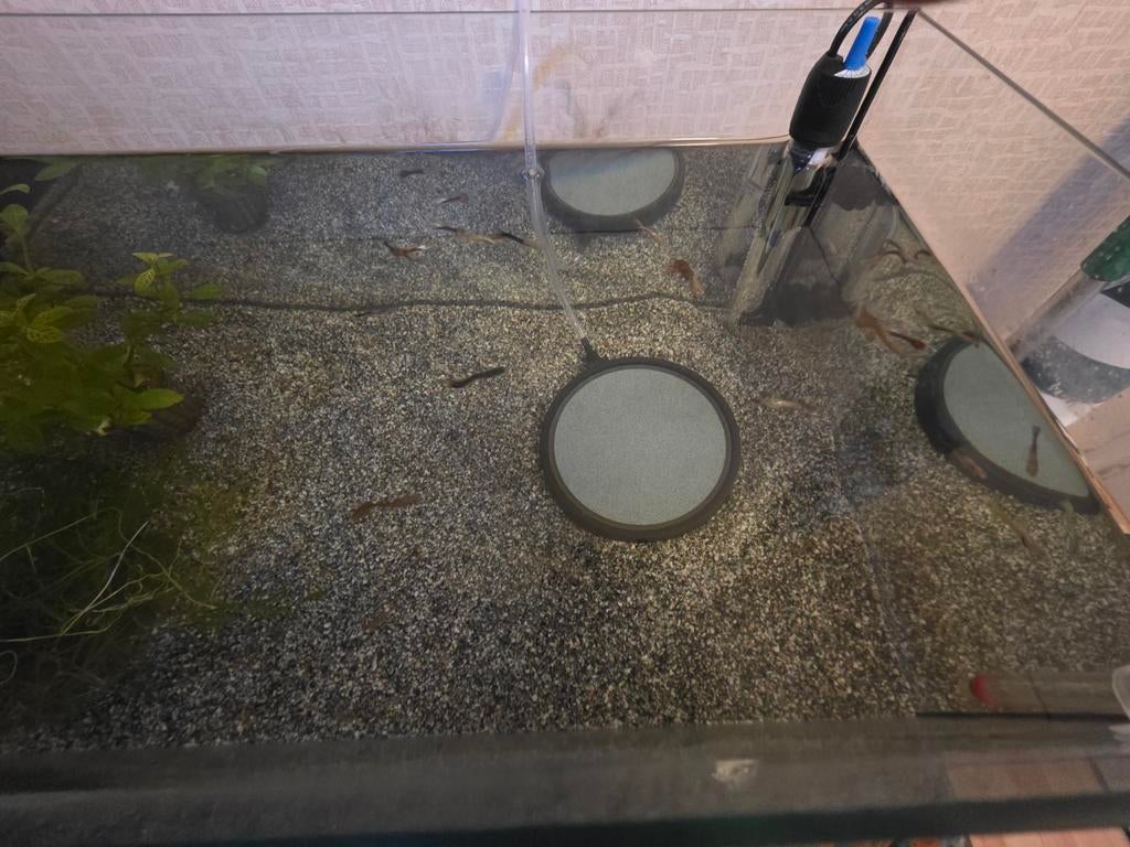 Guppy's te koop, Dieren en Toebehoren, Vissen | Aquariumvissen, Vis, Zoetwatervis, Schoolvis