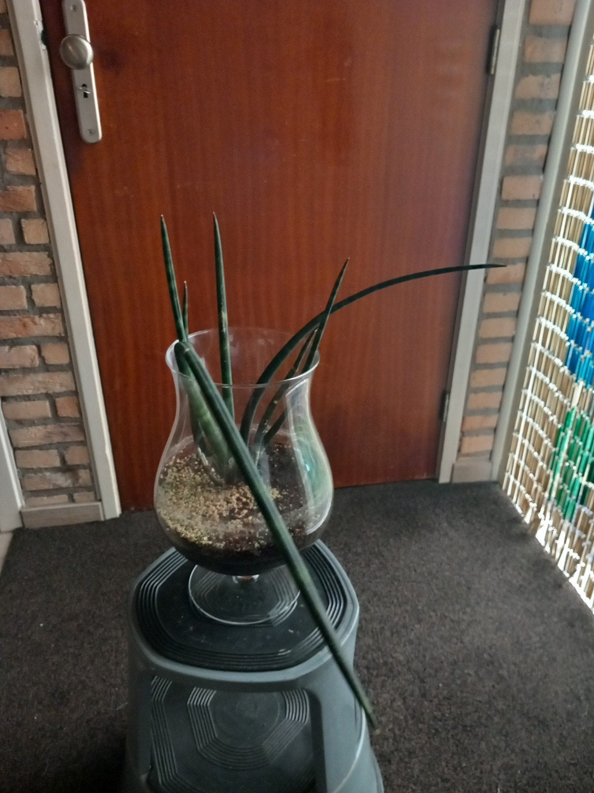 Mooie sanserveria cylindria In groot cognac glas, Ophalen, Vetplant, Halfschaduw, In pot