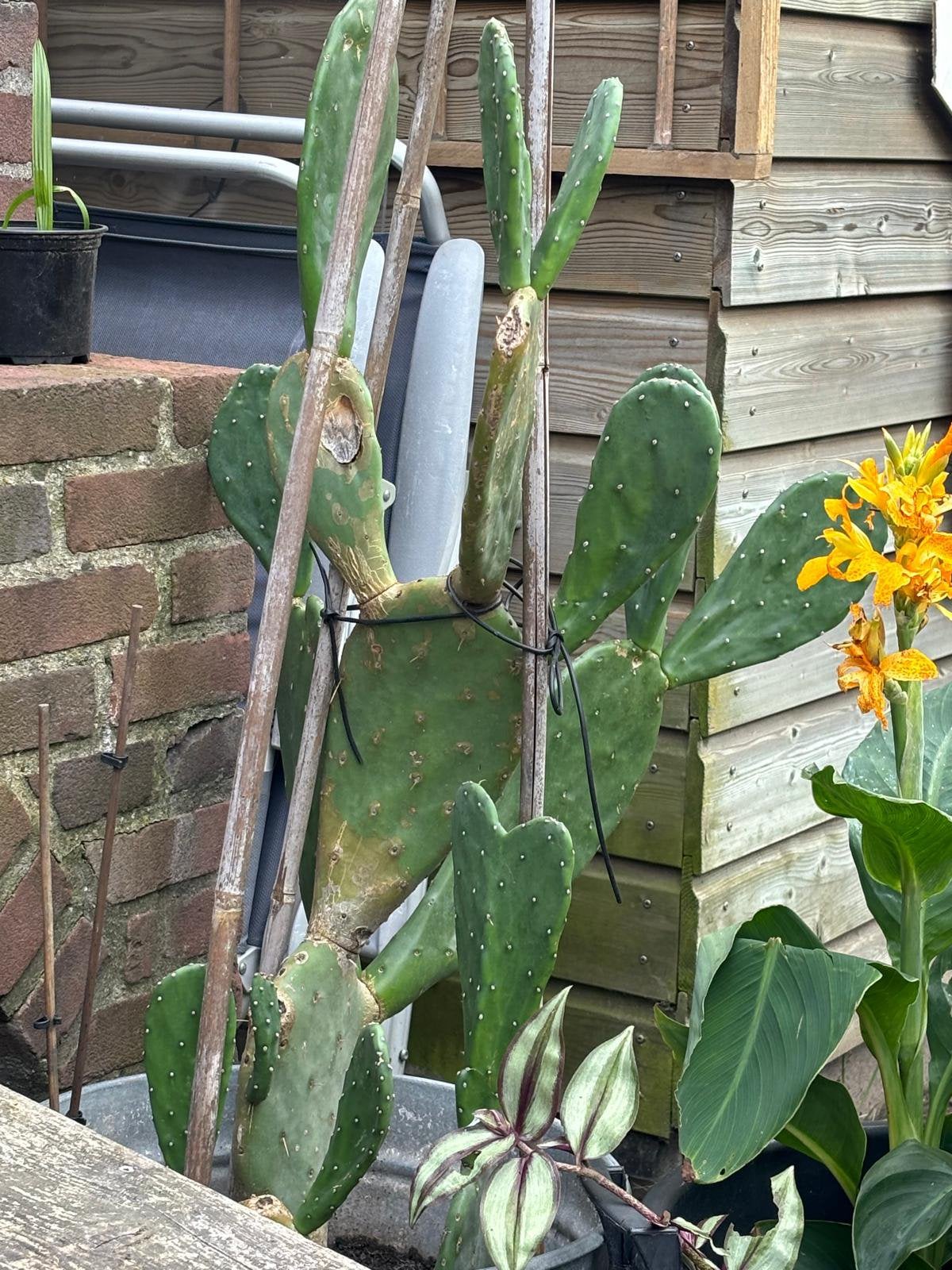 Canna’s geel/oranje 16 planten in de knop, Ophalen, Overige soorten, Volle zon