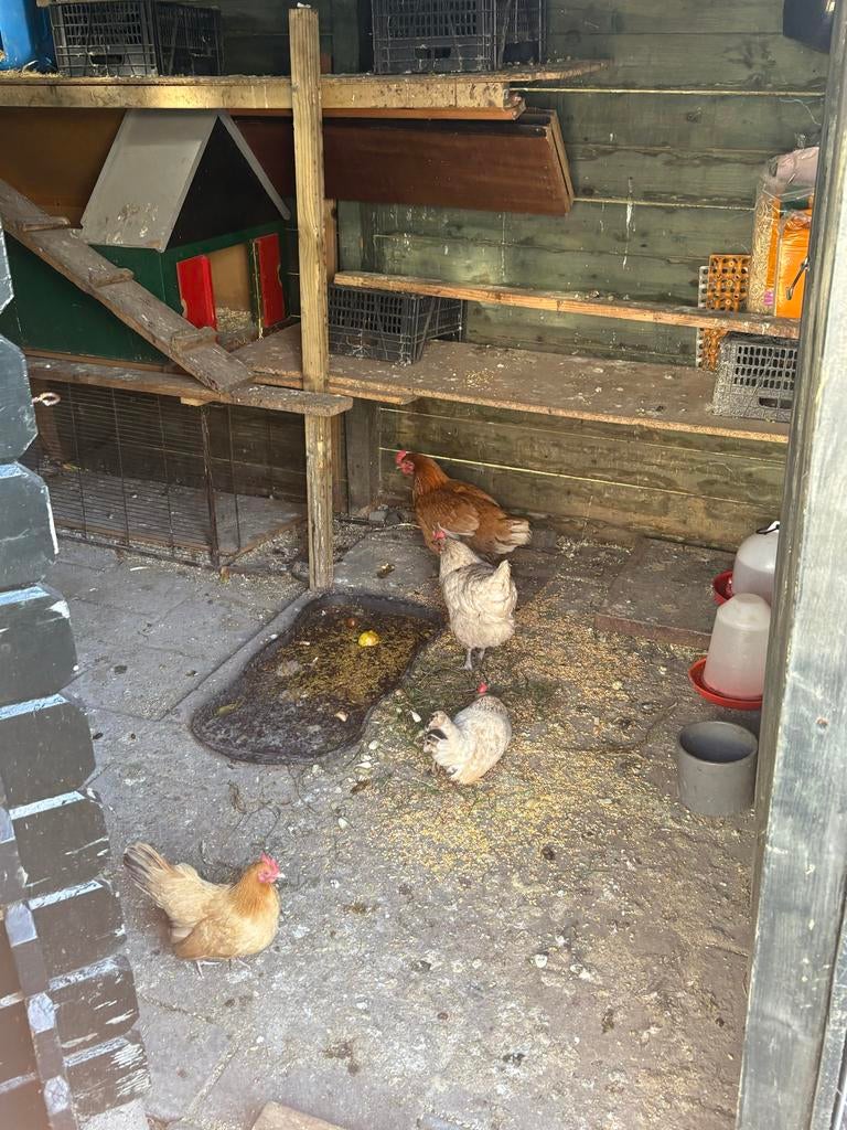 4 kippen 2 kleine en 2 grote, Vrouwelijk, Kip