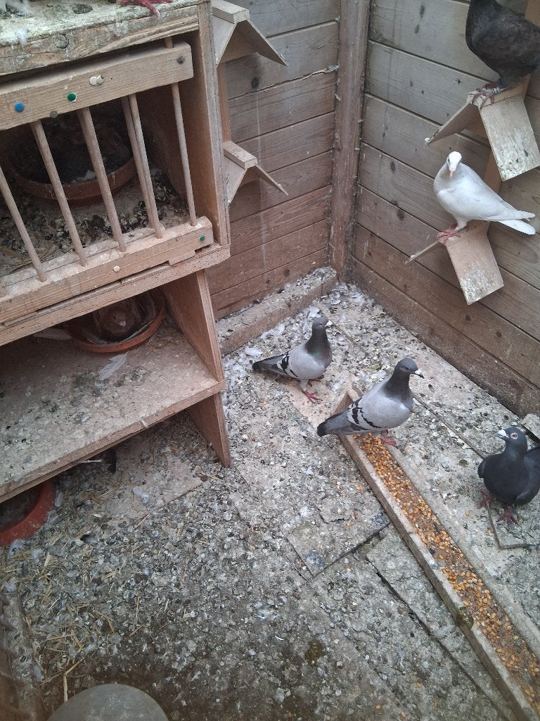 duiven, Dieren en Toebehoren, Vogels | Duiven, Meerdere dieren, Postduif