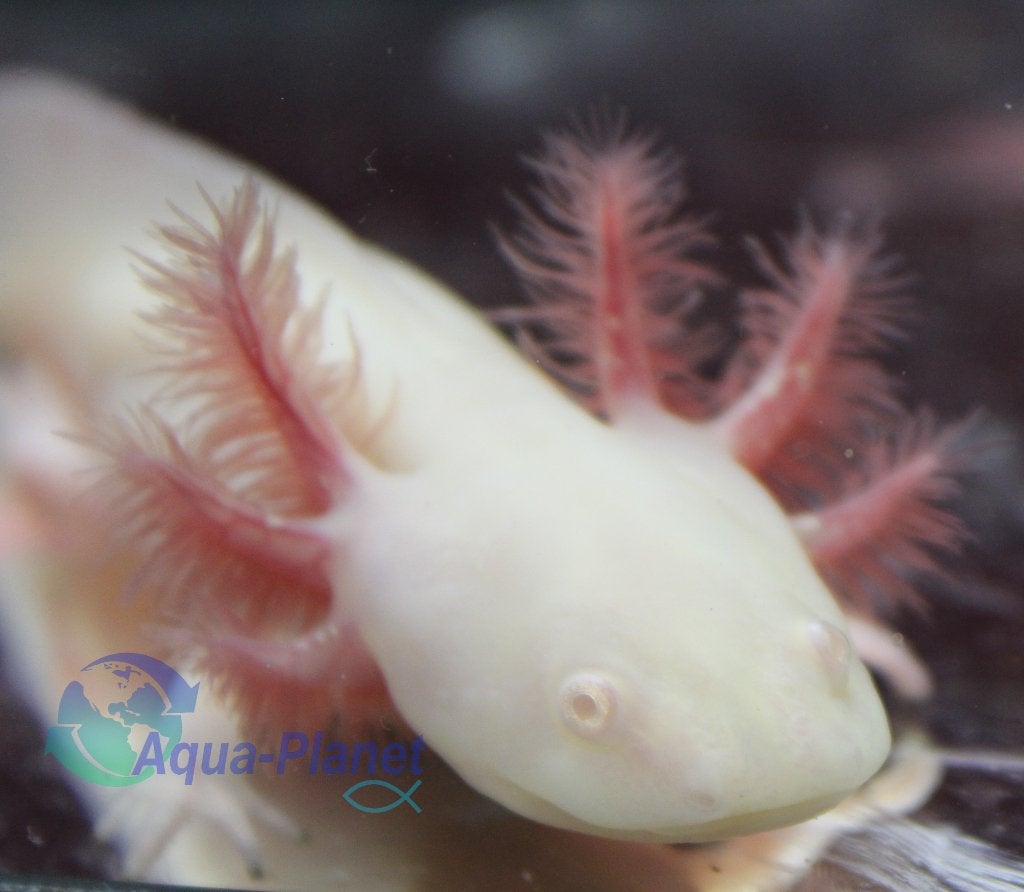 Axolotl - White Albino, Dieren en Toebehoren, Overige typen, Zoetwatervis