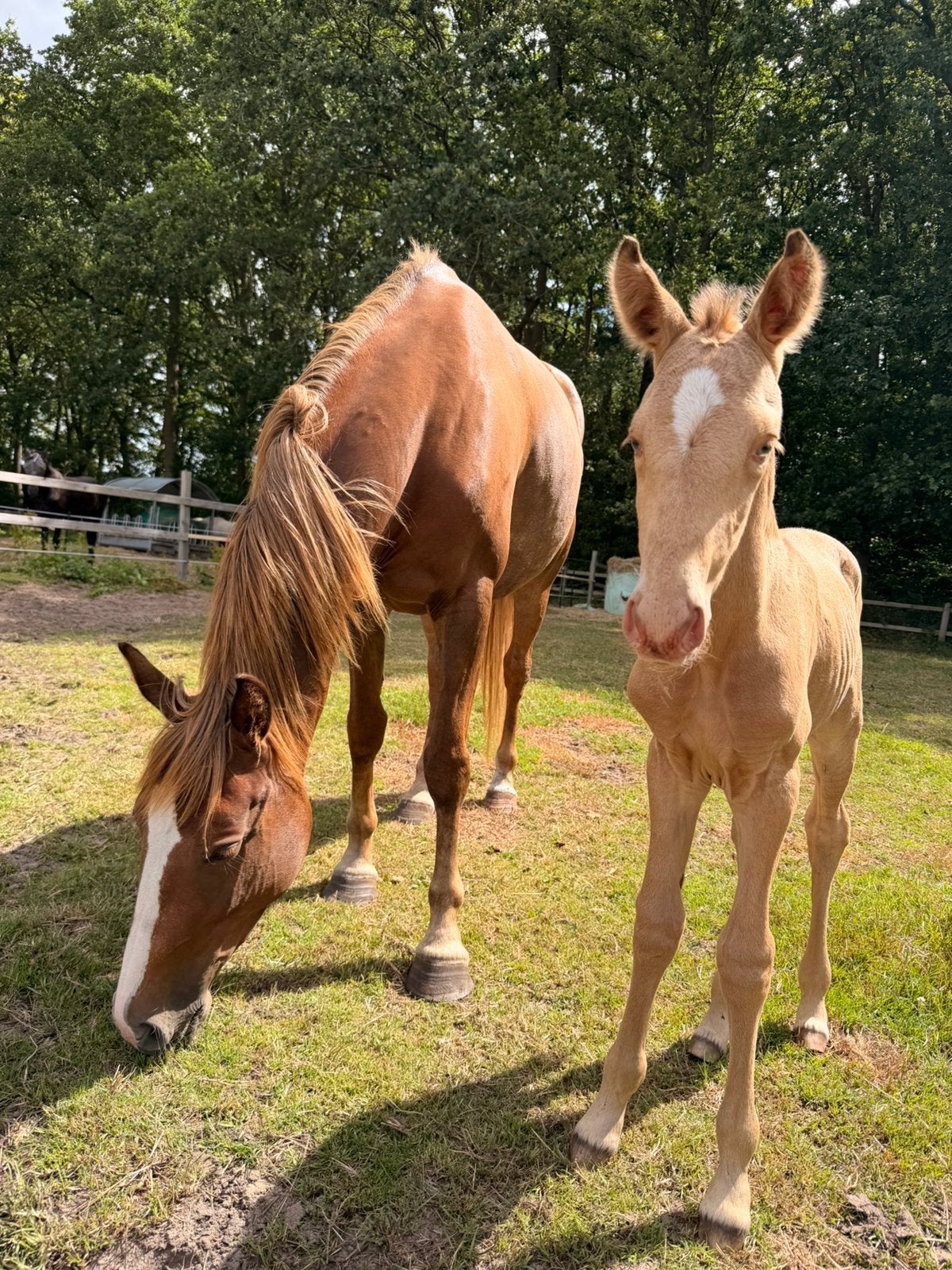 Soof 6 jarige brave merrie hier geboren, B, 3 tot 6 jaar, Recreatiepony, Merrie